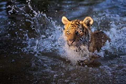 Bengal Tiger (Panthera tigris) immature bathing in waterhole, captive, Philippolis, South Africa