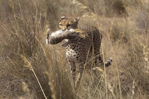 Cheetah (Acinonyx jubatus) female carrying Iberian Hare kill, Castile-La Mancha, Spain