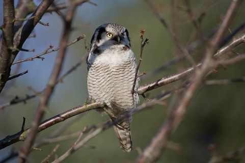 Northern Hawk-Owl (Surnia ulula), Saxony, Germany