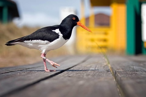 Eurasian Oystercatcher (Haematopus ostralegus), Schleswig-Holstein, Germany