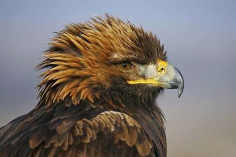 Golden Eagle (Aquila chrysaetos) captive, Austria