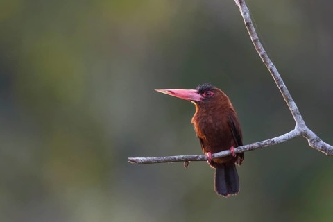 Purus Jacamar (Galbalcyrhynchus purusianus), Madre de Dios, Peru