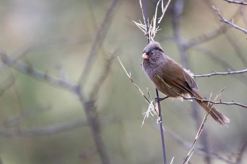 Brown Parrotbill (Cholornis unicolor) perched on a branch, Bumthang, Bhutan