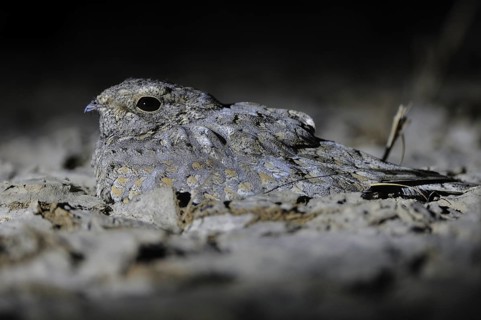 Sykes's Nightjar (Caprimulgus mahrattensis), India