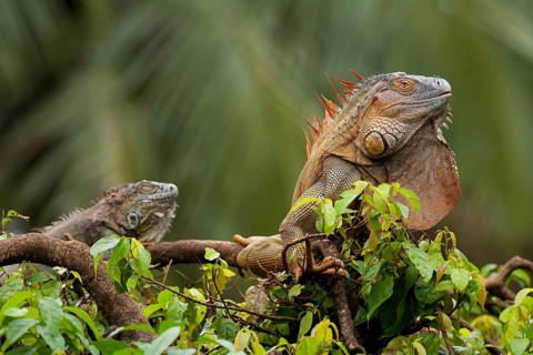 Green iguana (Iguana iguana)