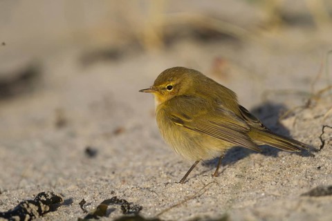 Common Chiffchaff - Zilpzalp - Phylloscopus collybita ssp. collybita, Germany