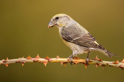 Red Crossbill (Loxia curvirostra) female perched on a branch, Aragon, Spain