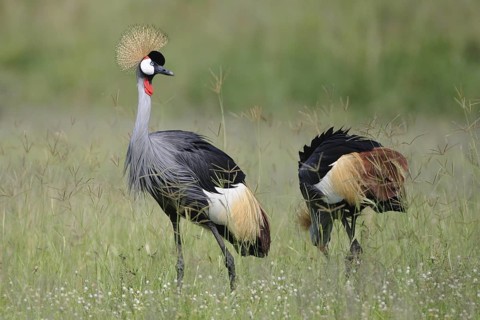 Grey Crowned Crane (Balearica regulorum) foraging, Uganda