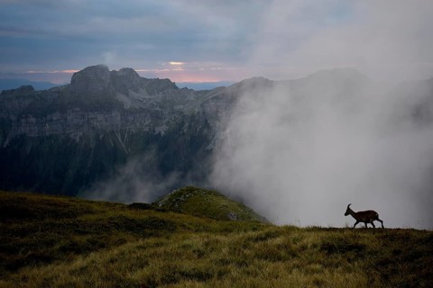 Alpine Ibex (Capra ibex) walking over misty mountain meadows, Bernese Oberland, Switzerland