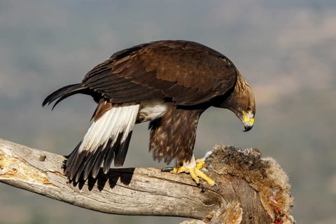 Golden Eagle (Aquila chrysaetos) immature, first winter plumage eating a rabbit, Castile and Leon,