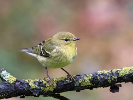 A Fall plumage Blackpoll Warbler, Setophaga striata, perched in Saskatoon, Canada