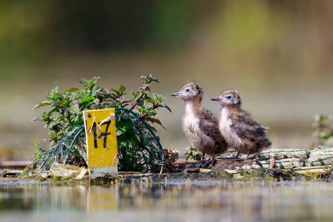 Black Tern (Chlidonias niger) chick on nest, North Rhine-Westphalia, Germany
