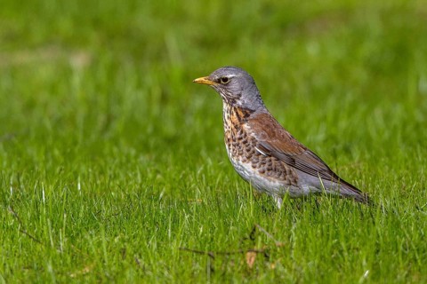Fieldfare (Turdus pilaris) perched in a meadow, Mecklenburg-Western Pomerania, Germany