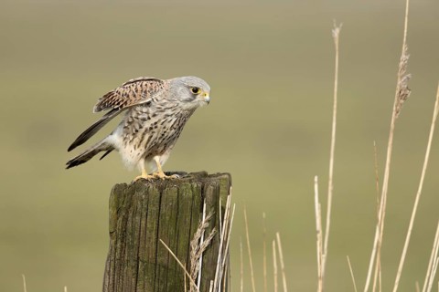 Torenvalk; Common Kestrel; Falco tinnunculus;