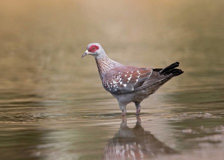 Speckled Pigeon (Columba guinea) at a waterhole, Gambia