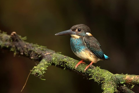 Blue-banded Kingfisher (Alcedo euryzona) male perched on a branch, Selangor, Malaysia