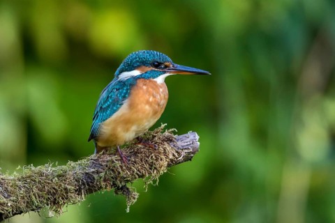 Common Kingfisher (Alcedo atthis) female perched on mossy branch, Mecklenburg-Western Pomerania,
