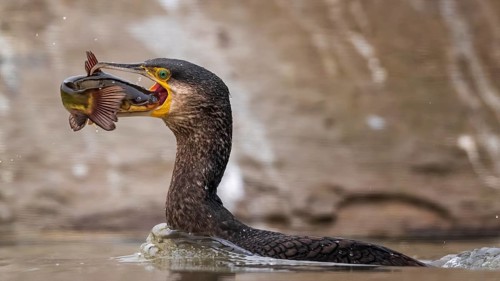Great Cormorant (Phalacrocorax carbo) with captured Black bullhead (Ameiurus melas) prey in beak,