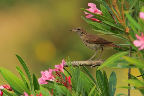 Common Nightingale (Luscinia megarhynchos) juvenile, Andalusia, Spain