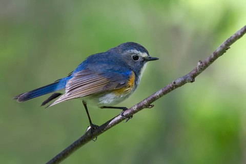 Orange-flanked Bluetail - Blauschwanz - Tarsiger cyanurus, Kazakhstan, male
