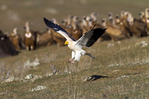 Egyptian Vulture (Neophron percnopterus) flying, Castile-La Mancha, Spain