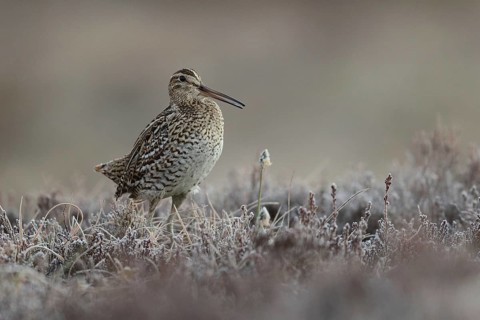 Great Snipe (Gallinago media), Buskerud, Norway