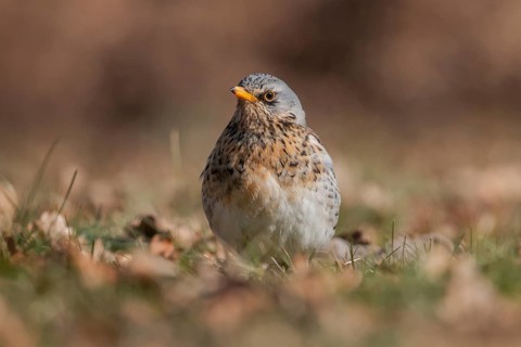Fieldfare (Turdus pilaris), Lower Saxony, Germany