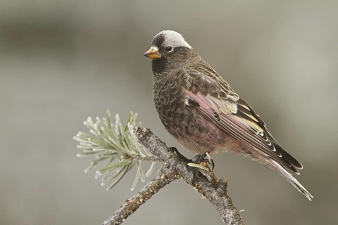Black Rosy Finch (Leucosticte atrata), New Mexico, USA