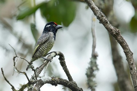 Banded Barbet (Lybius undatus leucogenys), Kafa, Ethiopia