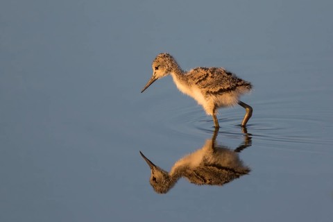 Pied Avocet (Recurvirostra avosetta) chick, Lesvos, Greece