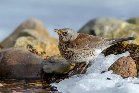 Fieldfare (Turdus pilaris) drinking at an icy creek, Mecklenburg-Western Pomerania, Germany