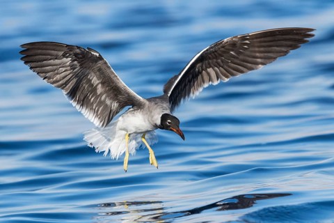 White-eyed Gull (Ichthyaetus leucophthalmus) flying, Eilat, Israel
