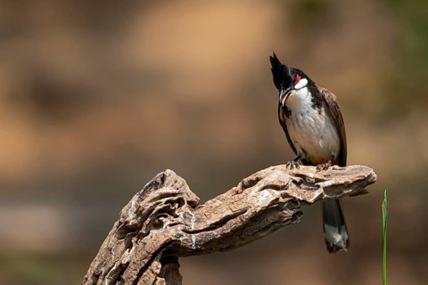 Red-whiskered Bulbul (Pycnonotus jocosus hainanensis), Yunnan, China