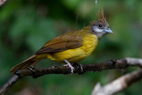 White-throated Bulbul (Alophoixus flaveolus burmanicus), Yunnan, China