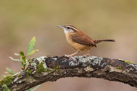 Carolina Wren (Thryothorus ludovicianus) perched on a trunk, Texas, USA