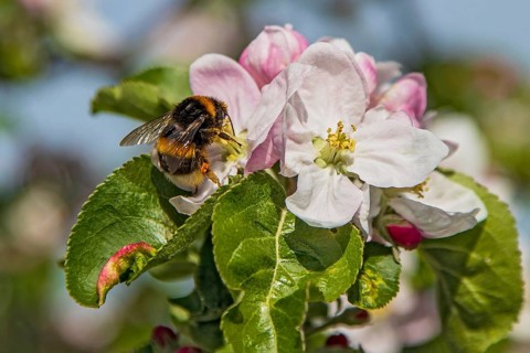 Erdhummel (Bombus terrestris) sammelt Nektar an an blühendem Apfelbaum (Pyrus malus), Hessen,