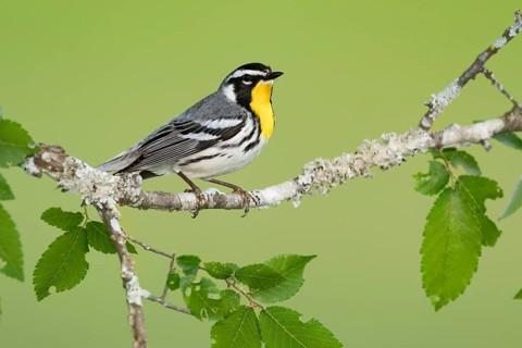 Yellow-throated Warbler (Setophaga dominica), Texas, USA