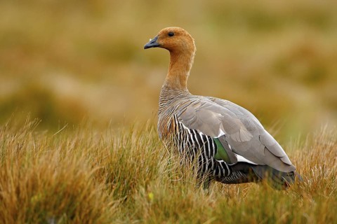 Goose in the grass, Chloephaga hybrida, Kelp goose, is a member of the duck, goose. It can be found