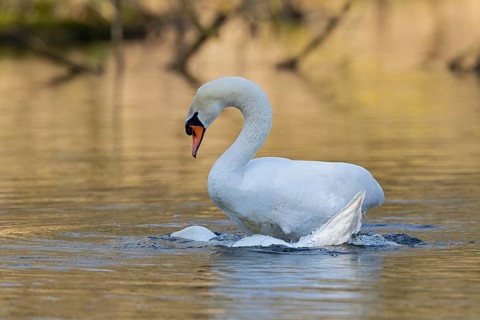 Mute Swan (Cygnus olor) pair mating, Baden-Wuerttemberg, Germany