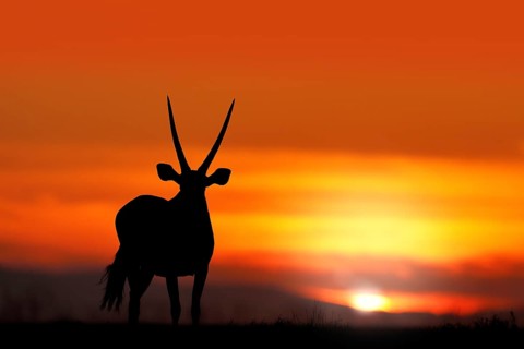 Oryx with orange sand dune evening sunset. Gemsbock large antelope in nature habitat, Sossusvlei,