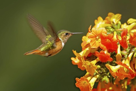 Volcano Hummingbird, animal in the nature habitat, mountain tropical forest, wildlife from Costa