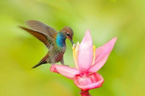 Bird sucking nectar from pink bloom. Hummingbird with flower. White-tailed Hillstar, Urochroa