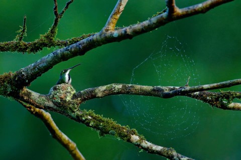 Tinny bird in the small nest on the tree branch with cobweb. Hummingbird Green-breasted Mango in