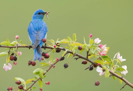Mountain Bluebird (Sialia currucoides) male perched on a branch with food in its beak, British