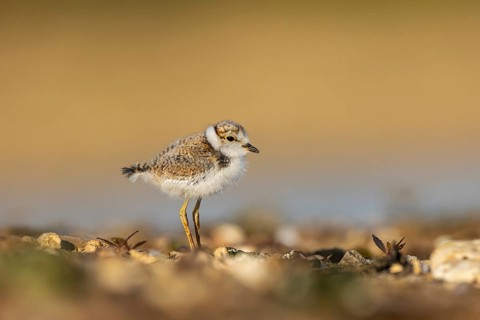 Little Ringed Plover (Charadrius dubius) chick, North Rhine-Westphalia, Germany