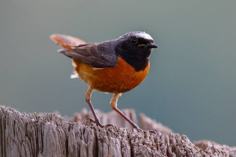 Common Redstart (Phoenicurus phoenicurus) male, North Rhine-Westphalia, Germany