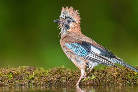 Eurasian Jay (Garrulus glandarius) after a bath, Subotica, Serbia