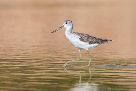 Common Greenshank (Tringa nebularia) foraging, Eilat, Israel