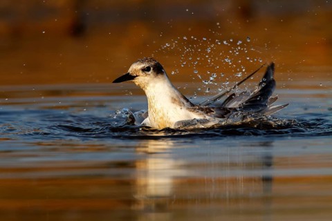 Whiskered Tern (Chlidonias hybrida) juvenile bathing, Castile-La Mancha, Spain