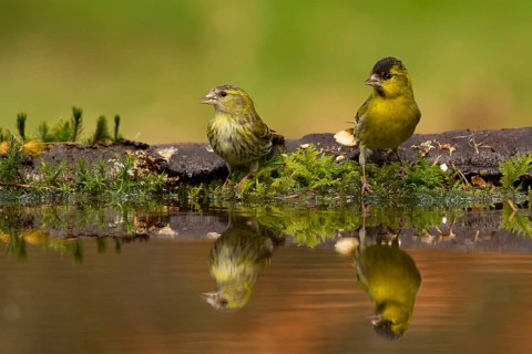 Eurasian Siskin (Spinus spinus) pair, Utrecht, Netherlands